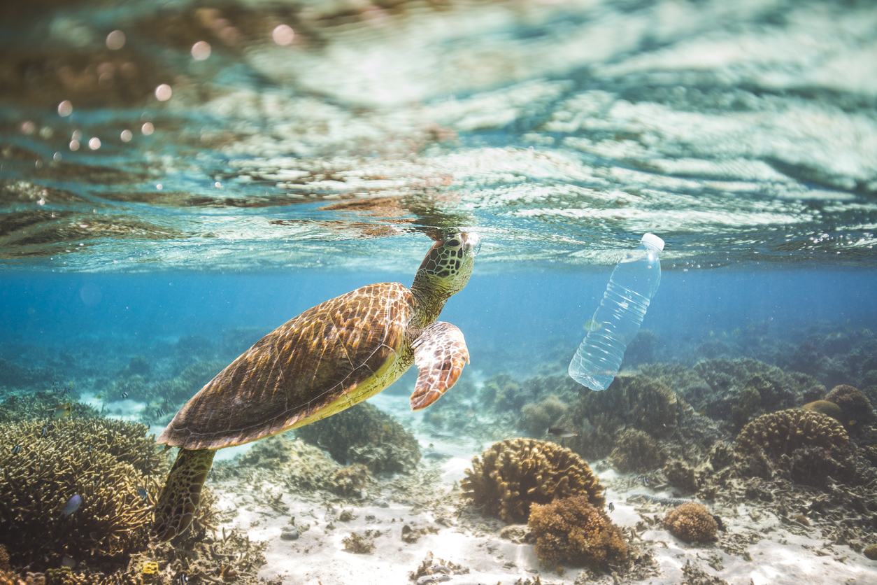 Seaqual Initiative – proekologiczna inicjatywa sprzątania oceanów